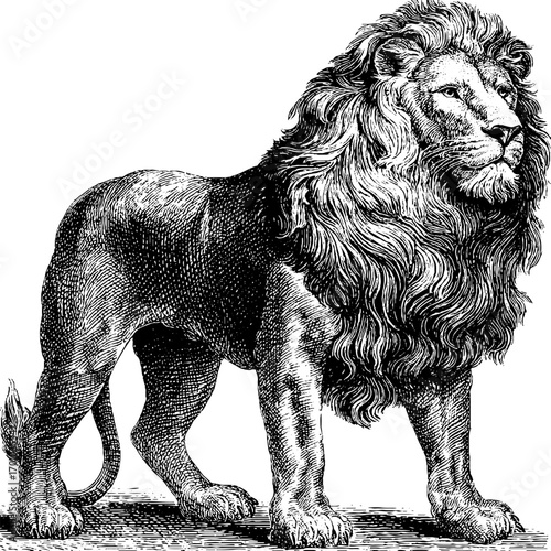 Vintage engraving style illustration of a majestic lion silhouette for retro design projects