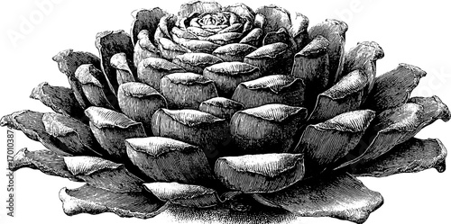 Vintage hand drawn pine cone illustration for nature designs