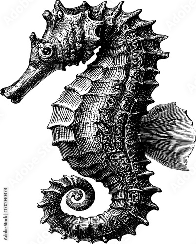 Vintage engraving style illustration of a seahorse for retro design