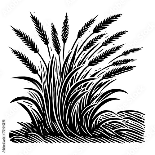 Detailed Wheat Stalks Growing in a Field Black and White Outline Line Art Drawing Vintage Engraving
