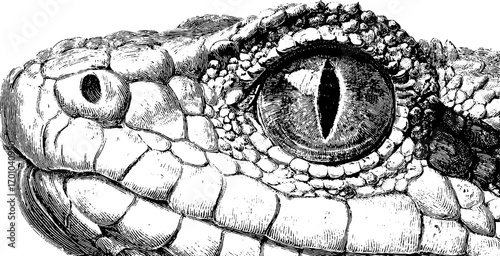 Intricate vintage snake eye in engraving style for artistic design