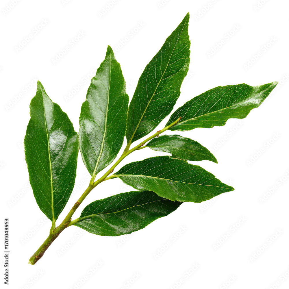 Fototapeta premium A sprig of vibrant green leaves, isolated on a transparent background, showcasing intricate leaf details. background removed