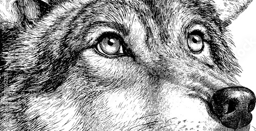 Vintage sketch of a wolf muzzle in engraving style for retro art design