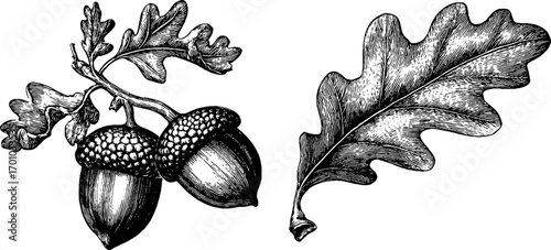 Vintage engraving style illustration set of acorns and oak leaves for retro design