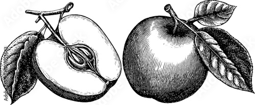 Vintage hand drawn apple engravings for retro design projects