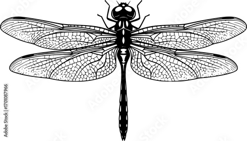 silhouette vector of Elegant dragonfly illustration in black and white woodcut style
 isolated on white background svg png