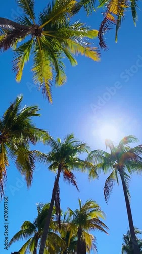 palm trees and blue sky