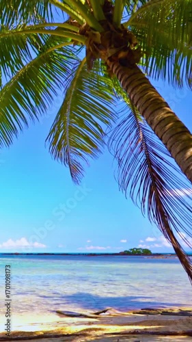 palm tree on the beach