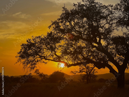 autumn sunset in the Texas hill country with old growth oak tree