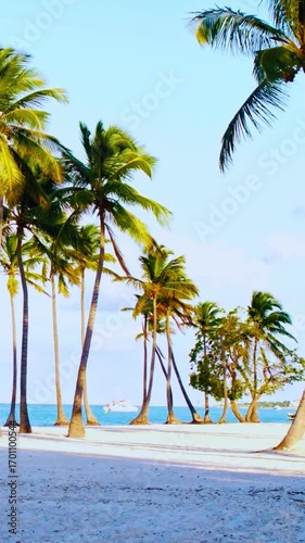 palm tree on the beach