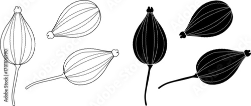 outline silhouette Ajwain fruit icon set