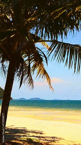 palm trees on the beach