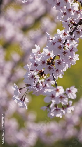 Close-up shot of cherry blossoms in full bloom, captured at eye level. The soft focus and vibrant colors evoke a serene, cinematic video feel. Live mobile wallpaper.