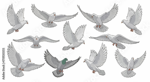 Collection of White Doves in Various Flying Poses Graphic Illustration for Peace Symbolism, Wedding Invitations and Nature Conservation Awareness Projects