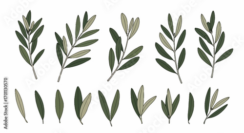 Collection of Hand-Drawn Olive Branches and Leaves for Mediterranean-Themed Designs and Natural Product Mockups to Enhance Visual Appeal