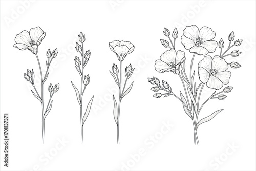 Black and white line drawing of flax flowers and buds on white background linen bloom