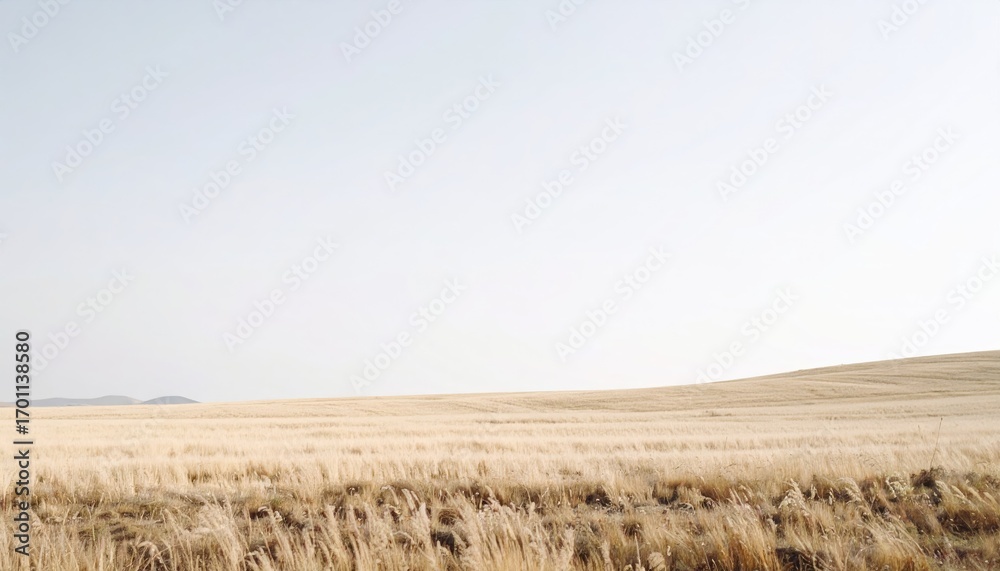 Fototapeta premium Calm Beige Wheat Field Under a Pale Sky