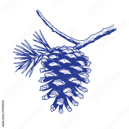 Detailed engraved illustration of a pine cone with branch and needles on white background