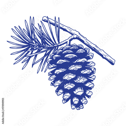 Hand drawn blue pine cone and needles on a branch against white background