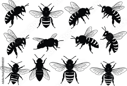 Set of detailed bee vector illustrations in various poses, perfect for nature, insects, pollination, environment, and biodiversity design themes.