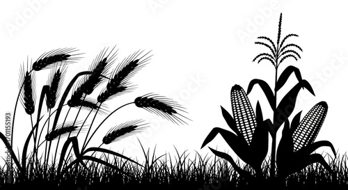 Silhouettes of wheat and corn plants in a field.