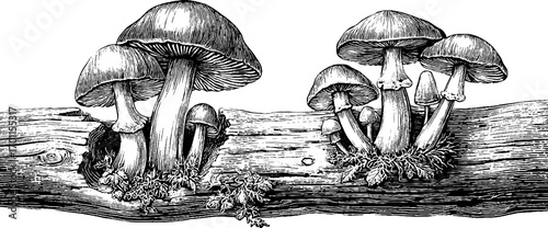 Vintage hand drawn mushrooms engraving design for botanical print and nature art