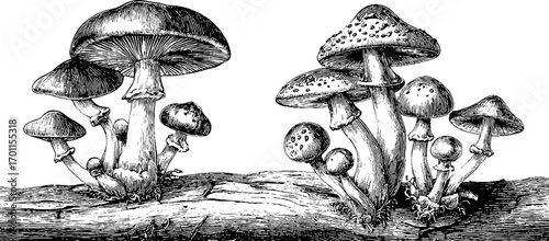 Vintage engraving style mushroom illustration set for design and decor