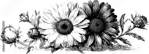 Vintage hand drawn floral engraving for summer design and decoration