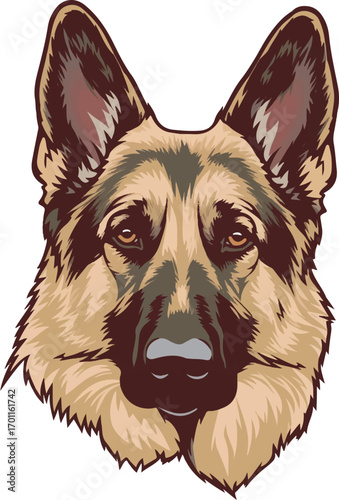 German Shepherd Head: A majestic portrait of a German Shepherd's head, showcasing its noble features, intelligent eyes, and the distinctive markings that define its breed.