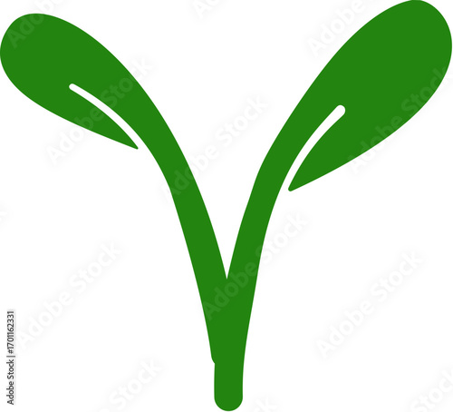 Seed sprout