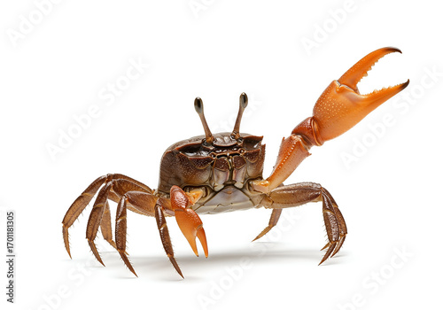 Photography Isolated fiddler crab with one large claw raised against a stark white backdrop, showcasing its unique anatomy and stance, a fascinating creature, macro studio shot