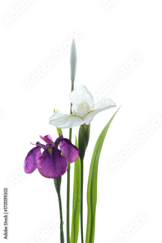 花菖蒲、あやめ科、日本の花