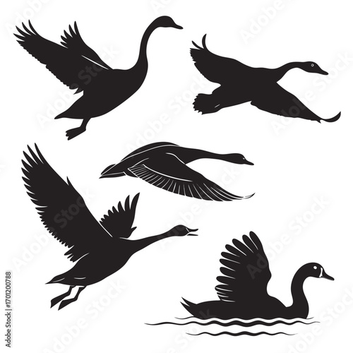 Collection of black silhouettes of swans in various flying and swimming poses against a white background representing grace and freedom in nature