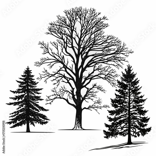 A trio of silhouetted trees featuring two evergreen conifers and a deciduous tree with bare branches presented in a stark black and white illustration against a clean white background