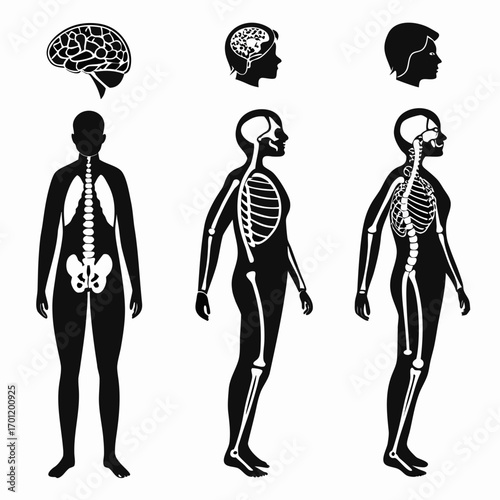 Anatomical illustration showcasing the human skeletal system and brain in silhouette presented in frontal and profile views for educational and medical representation