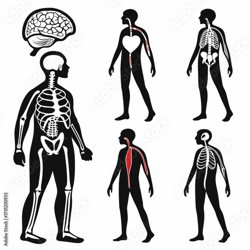 An informative illustration showcasing the human anatomy including the skeletal system brain circulatory system and nervous system in a stylized black and white graphic design