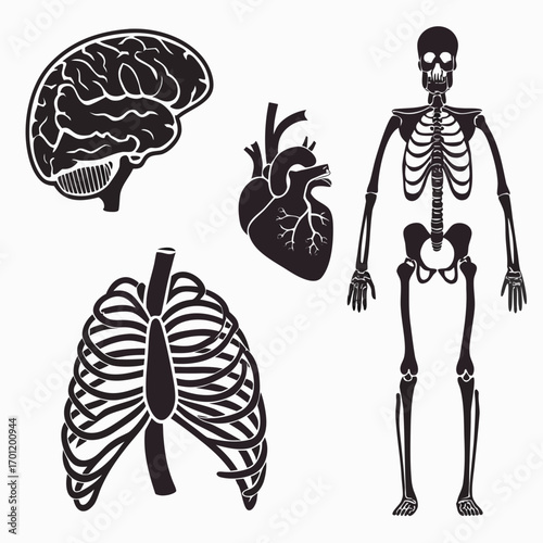 A collection of stylized black and white vector illustrations of human anatomy including a brain heart rib cage and full skeleton against a white background