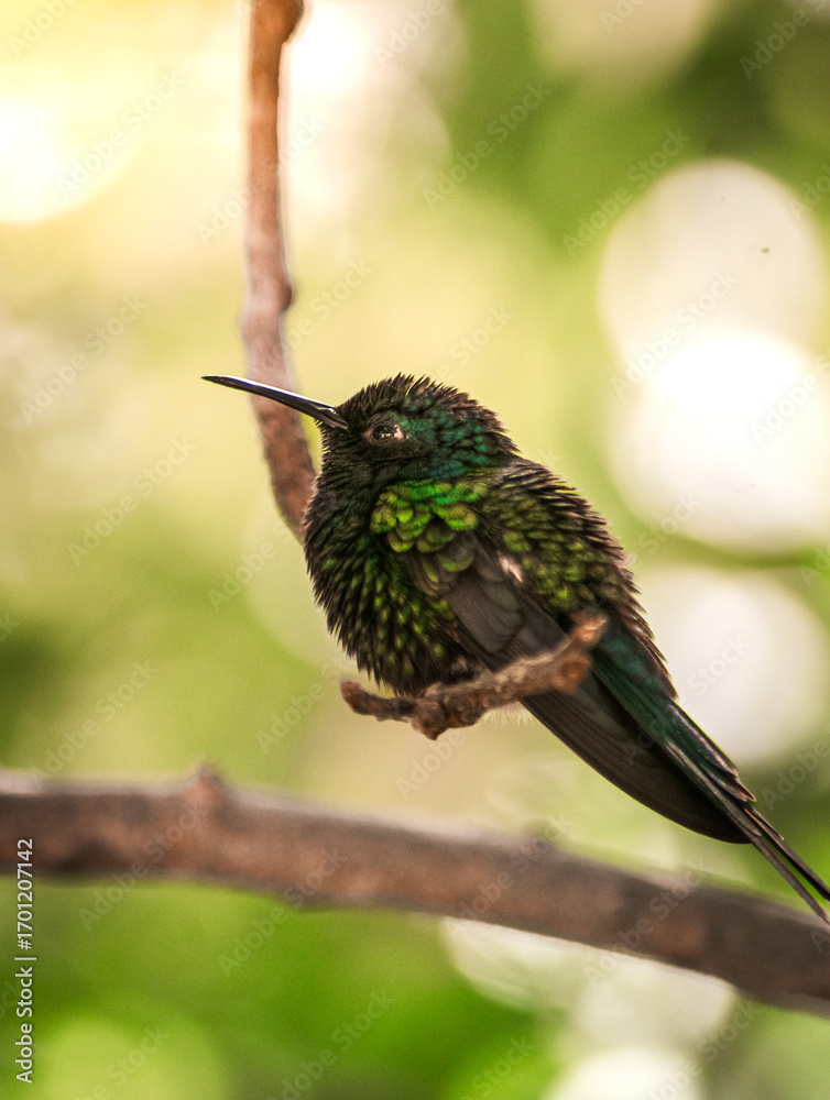 Fototapeta premium A Glittering-bellied Emerald perches delicately on a branch, its iridescent green feathers shimmering in the light.