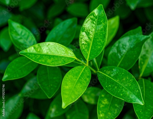 Close-up vibrant green leaves, lush foliage