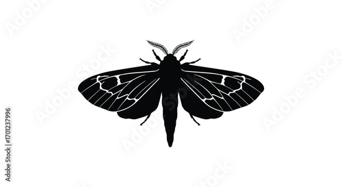 a detailed silhouette of a moth with intricate wing patterns