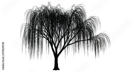 a silhouette of a willow tree with drooping branches