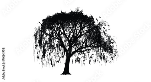 a silhouette of a willow tree with drooping branches