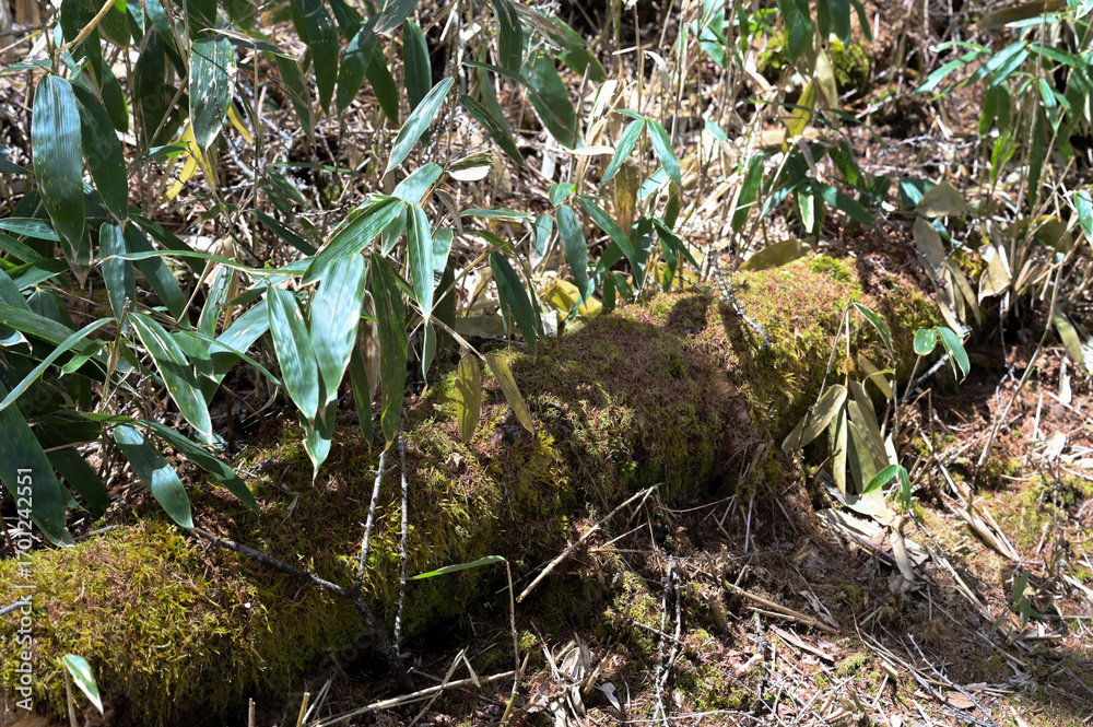 Obraz premium 日の当たる苔むした樹木