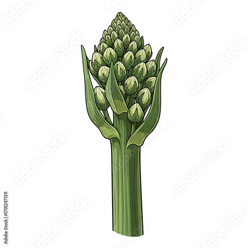 A detailed illustration of a green asparagus spear with tightly packed buds at the top, showcasing its natural form.