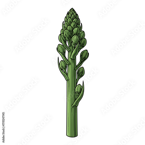 A detailed, hand-drawn illustration of a single fresh green asparagus spear against a white background.