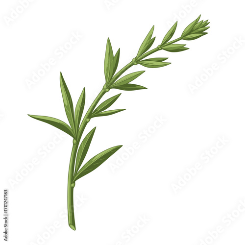 Close-up of a sprig of fresh green herb, showcasing detailed leaves and stem.