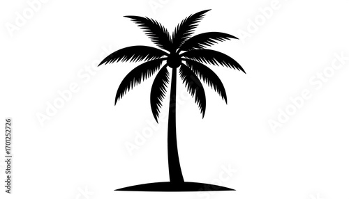 Silhouette of a palm tree