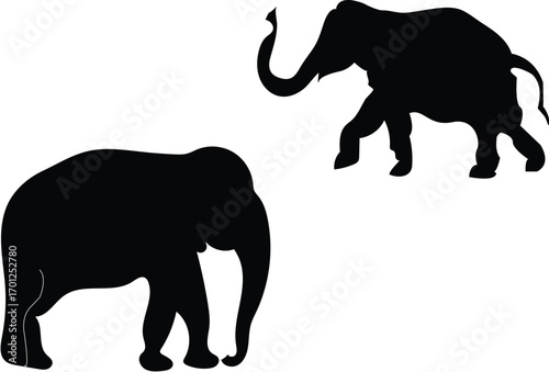 Wild animal, Elephant