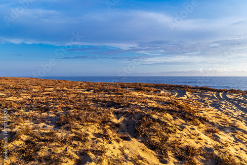 pastos sobre duna en la costa