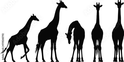 Group of giraffes in different poses, animal silhouette collection, flat vector illustration, black giraffe icons, isolated on white background